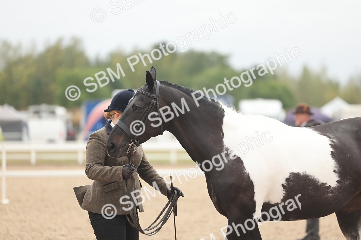 SBM_19819 - Class 318 - IH Part Bred Horse-Pony