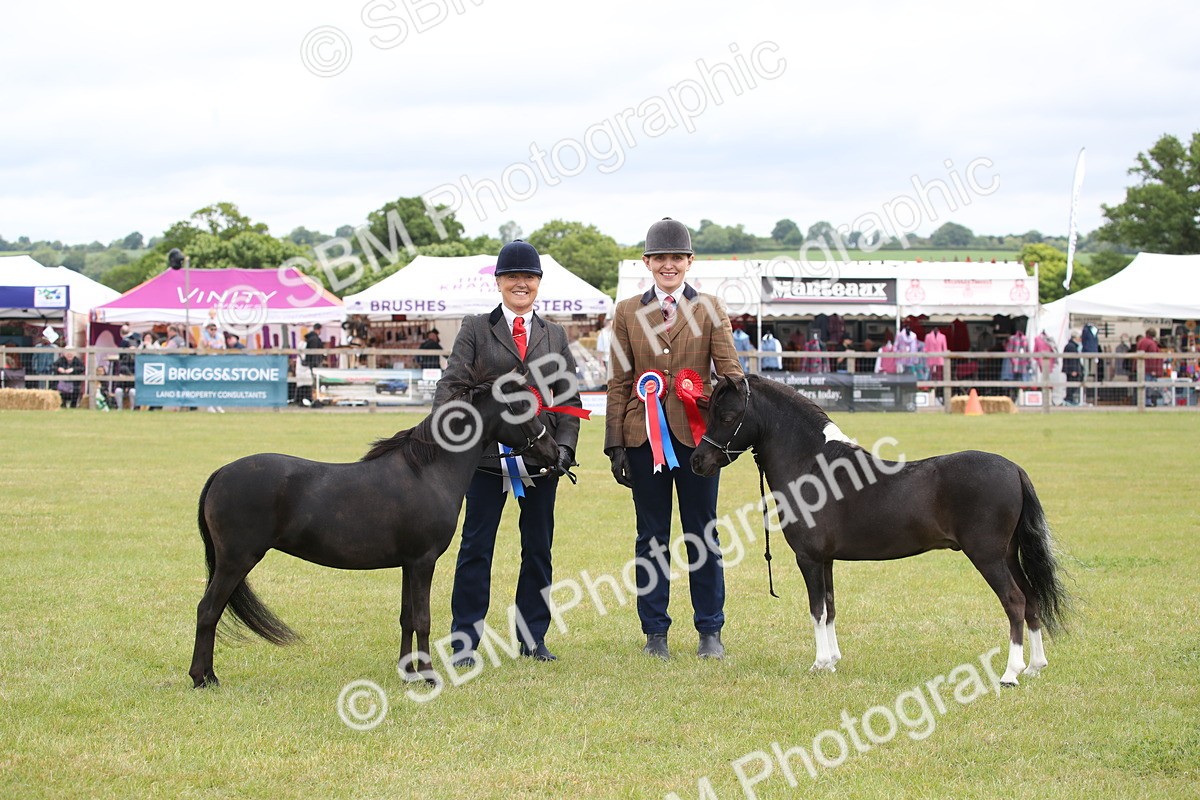 SBM_03576 - Class 23-25 - British Miniature Horse of the Year
