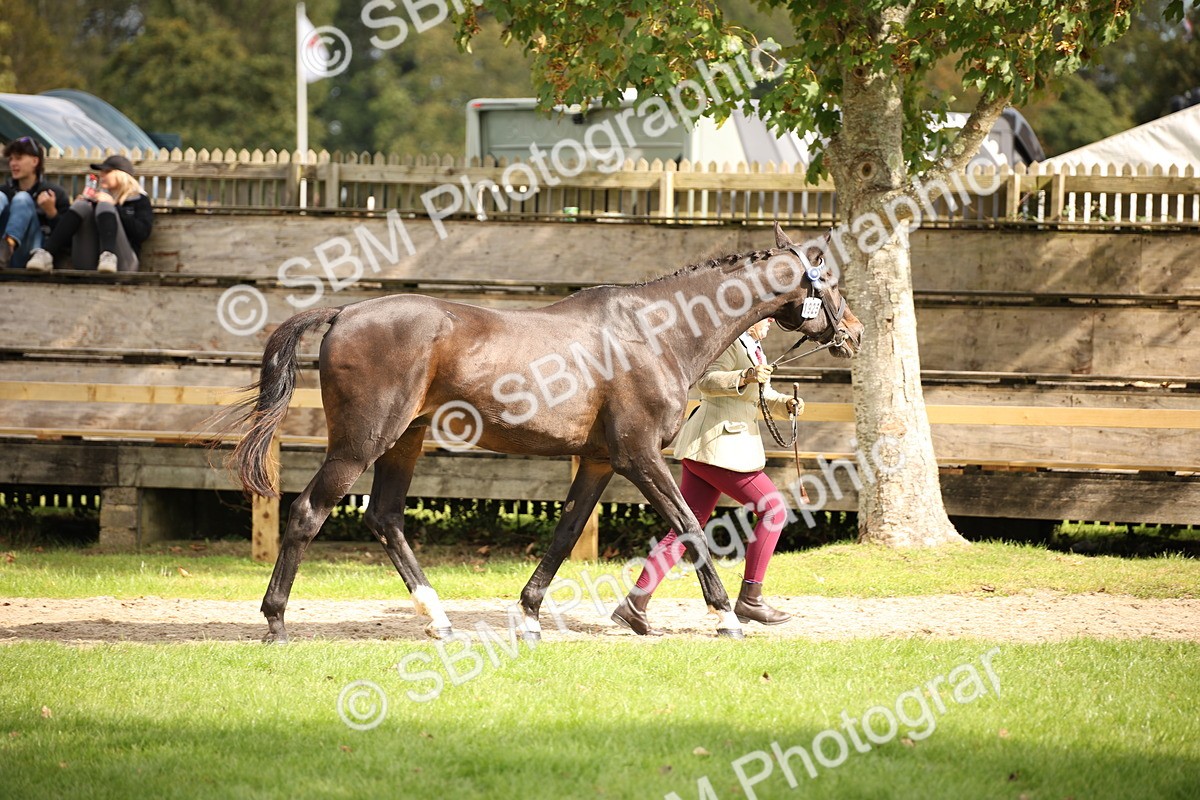 SBM_46334 - S25 - Mature Veteran In Hand