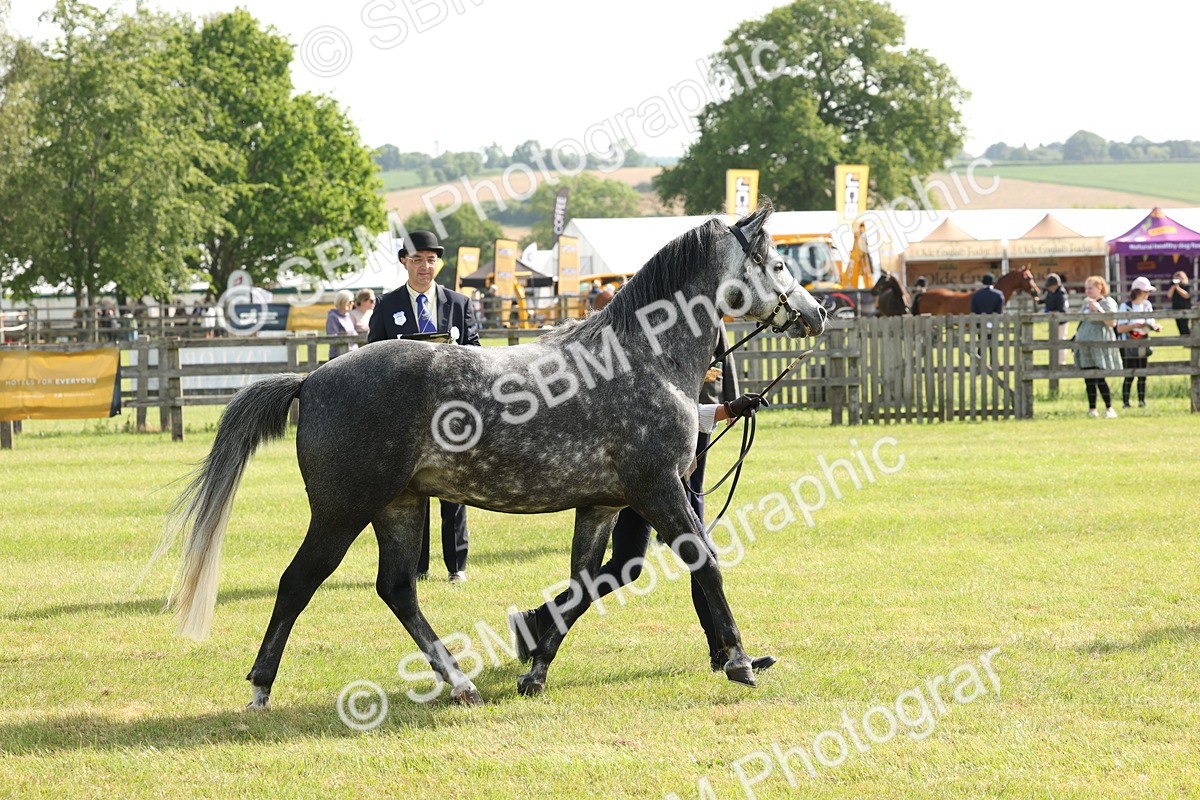 SBM_00757 - Class 6-13 - Mountatin and Moorland In Hand Welsh Breeds