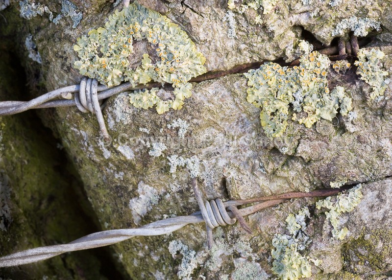 Barbed wire and tree, Devon - Seeing the Wood AND the Trees