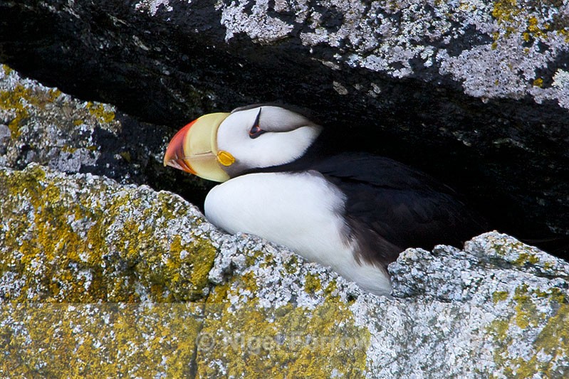 Horned Puffin sat on a cliff ledge in Resurrection Bay, Alaska - Horned Puffin