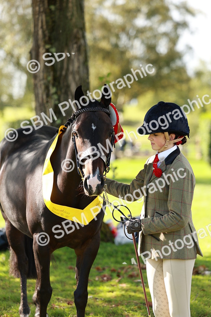SBM_42222 - S32 - Mountain & Moorland Working Hunter Pony