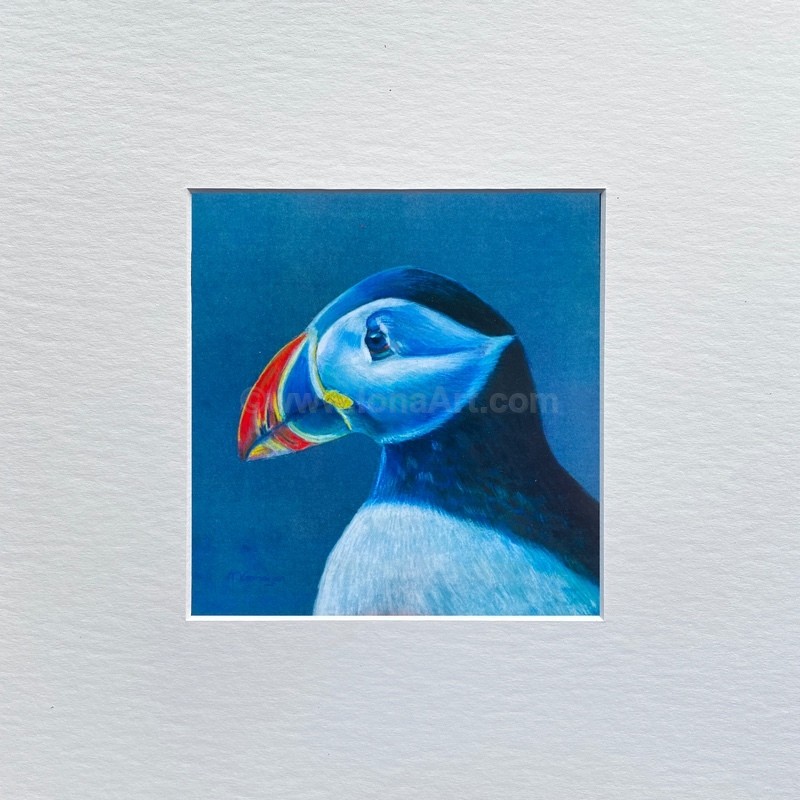 Puffin Portrait - Nature