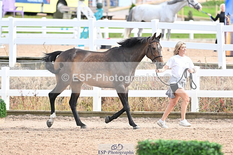 240717A-163838-03464 - Trot Up 4pm to 5pm