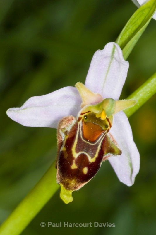 Hybrid Bee orchid x late spider orchid (Ophrys apifera X O.fuciflora = O.x albertiana) - Orchids - Ophrys