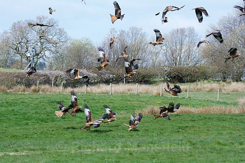  - Red Kites