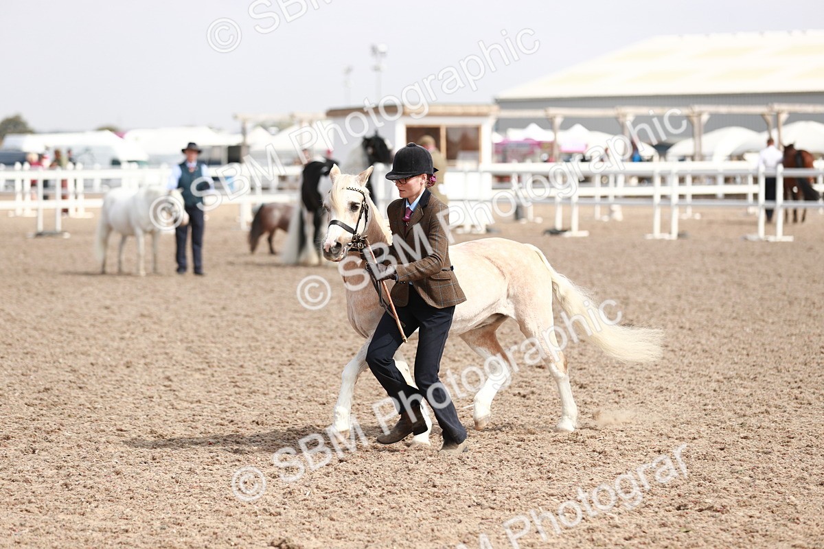 SBM_13938 - Class 209 IH Veteran Pony