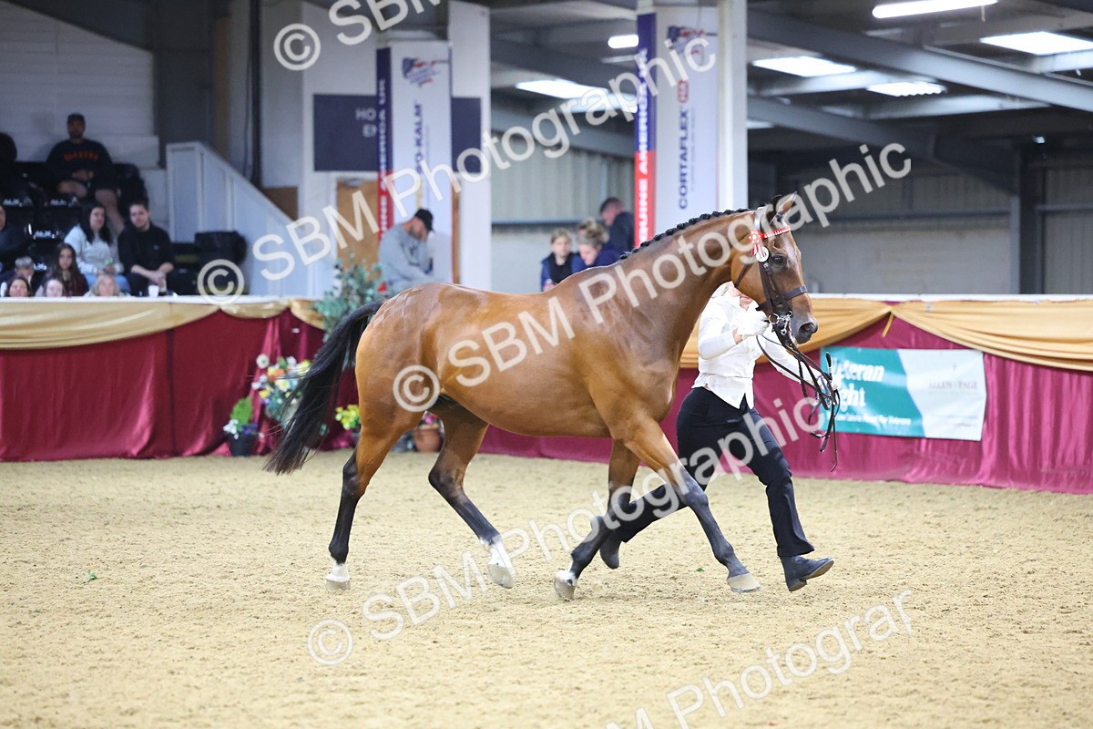SBM_18819 - Class E IH Horse Champ