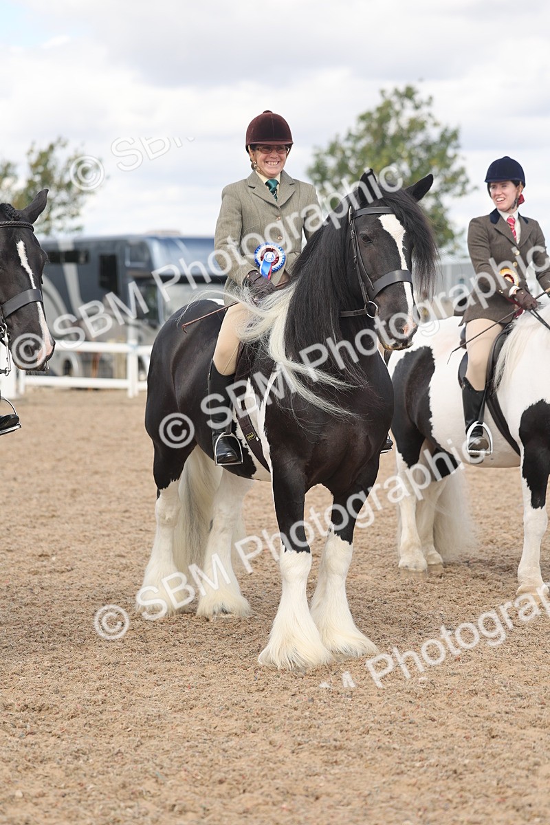 SBM_14845 - Class 308 - Ridden Coloured Horse
