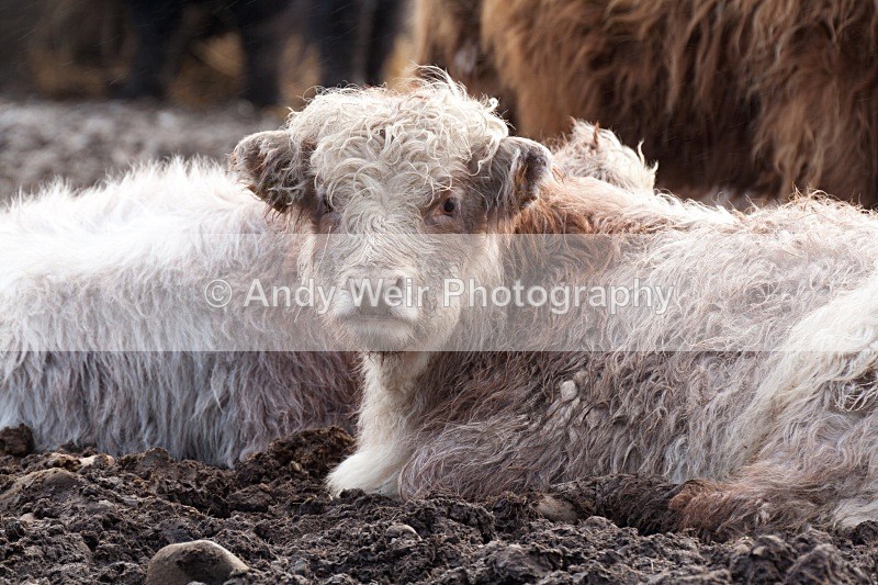 20090301-030-449 - Mammals