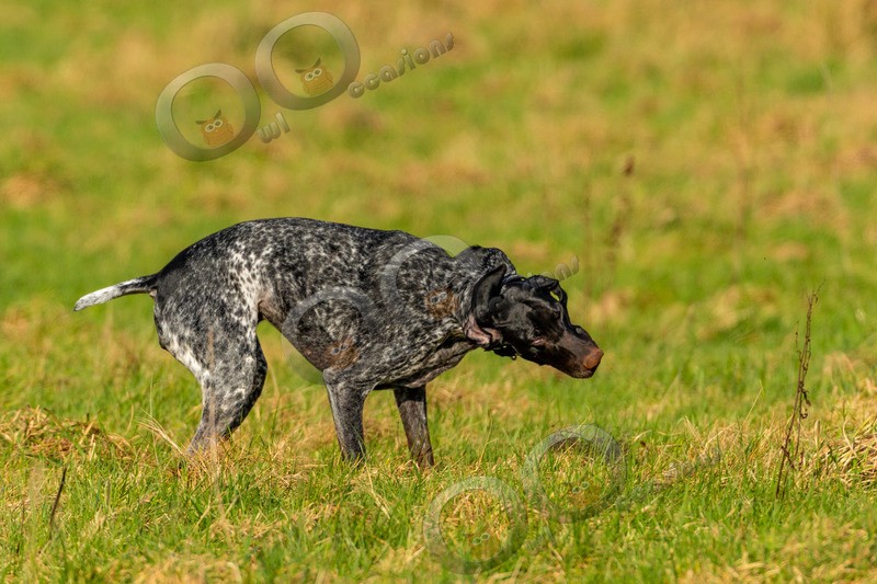 German Shorthaired pointer-4193 - Pet Photography