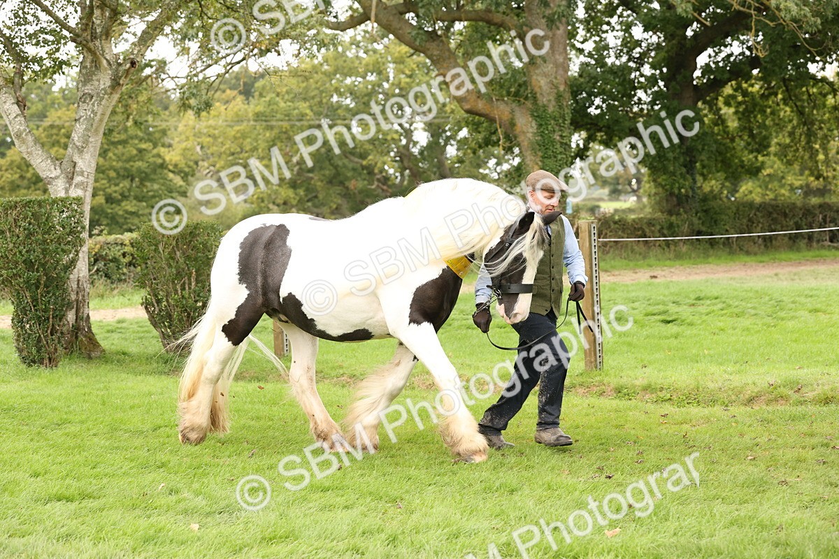 SBM_60835 - In Hand Horse Supreme Championship