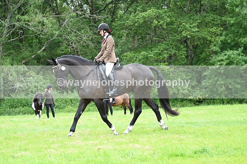 WJ7_4123 - Class 14A Handsome Gelding
