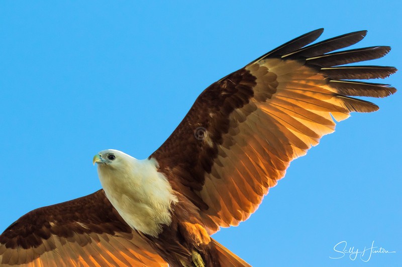 Brahminy Kite close-up