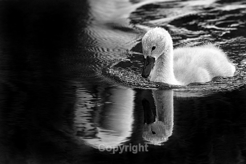 Reflection,County Louth - Birds