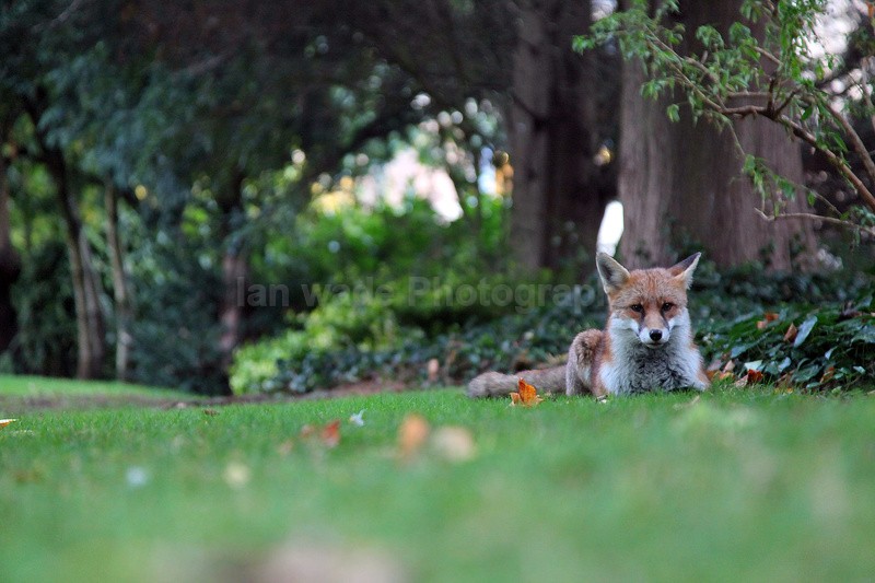 Urban Fox_Bristol_0240 - Urban Foxes, Bristol, Great Britain