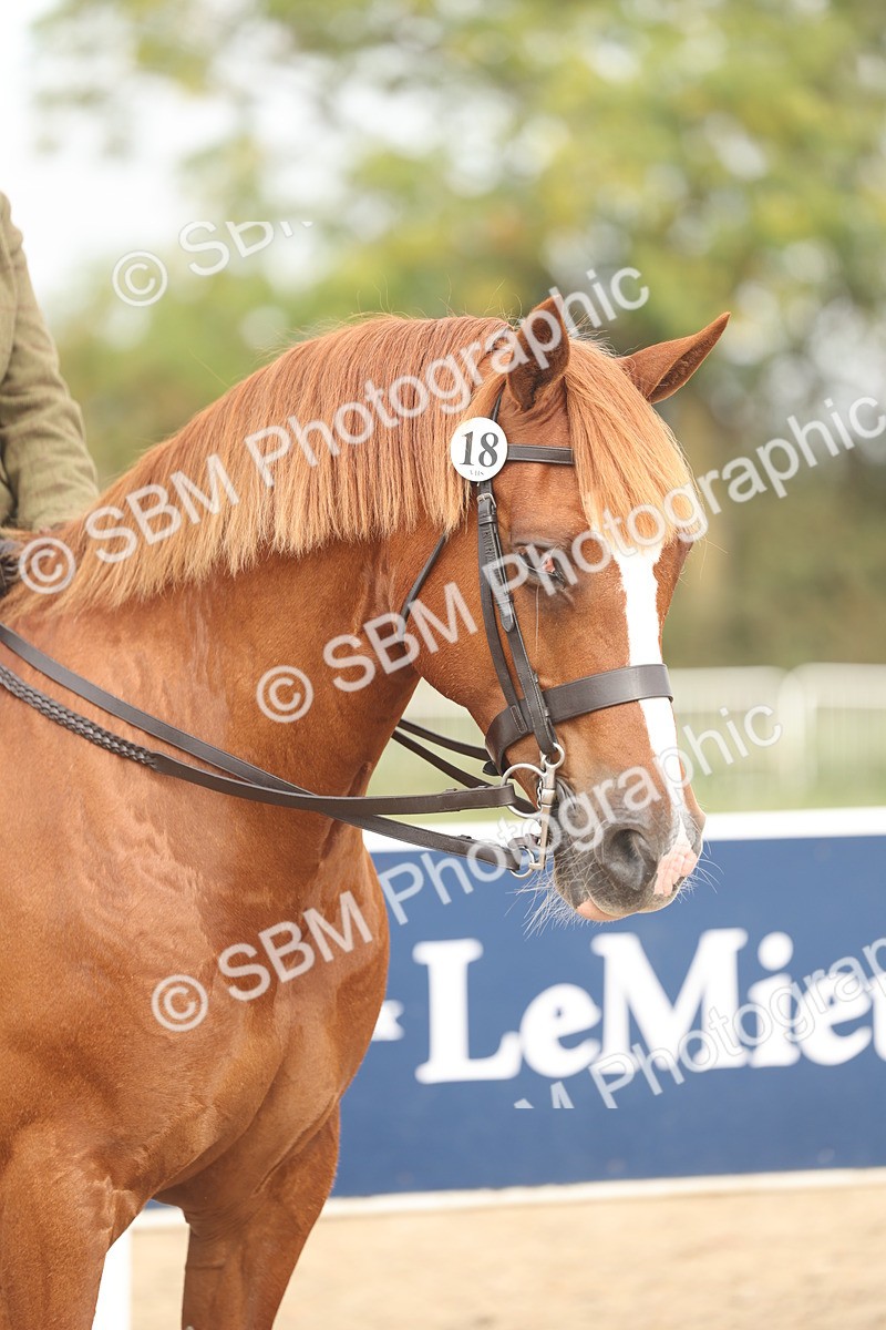 SBM_01941 - Class 14 - Ridden M&M Wildcard