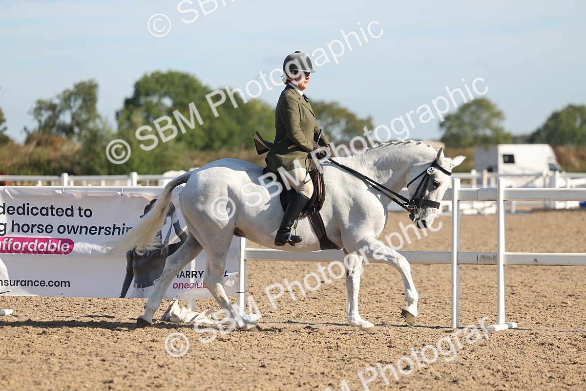 SBM_12174 - Class 303 - Ridden Pure Bred Horse Pony