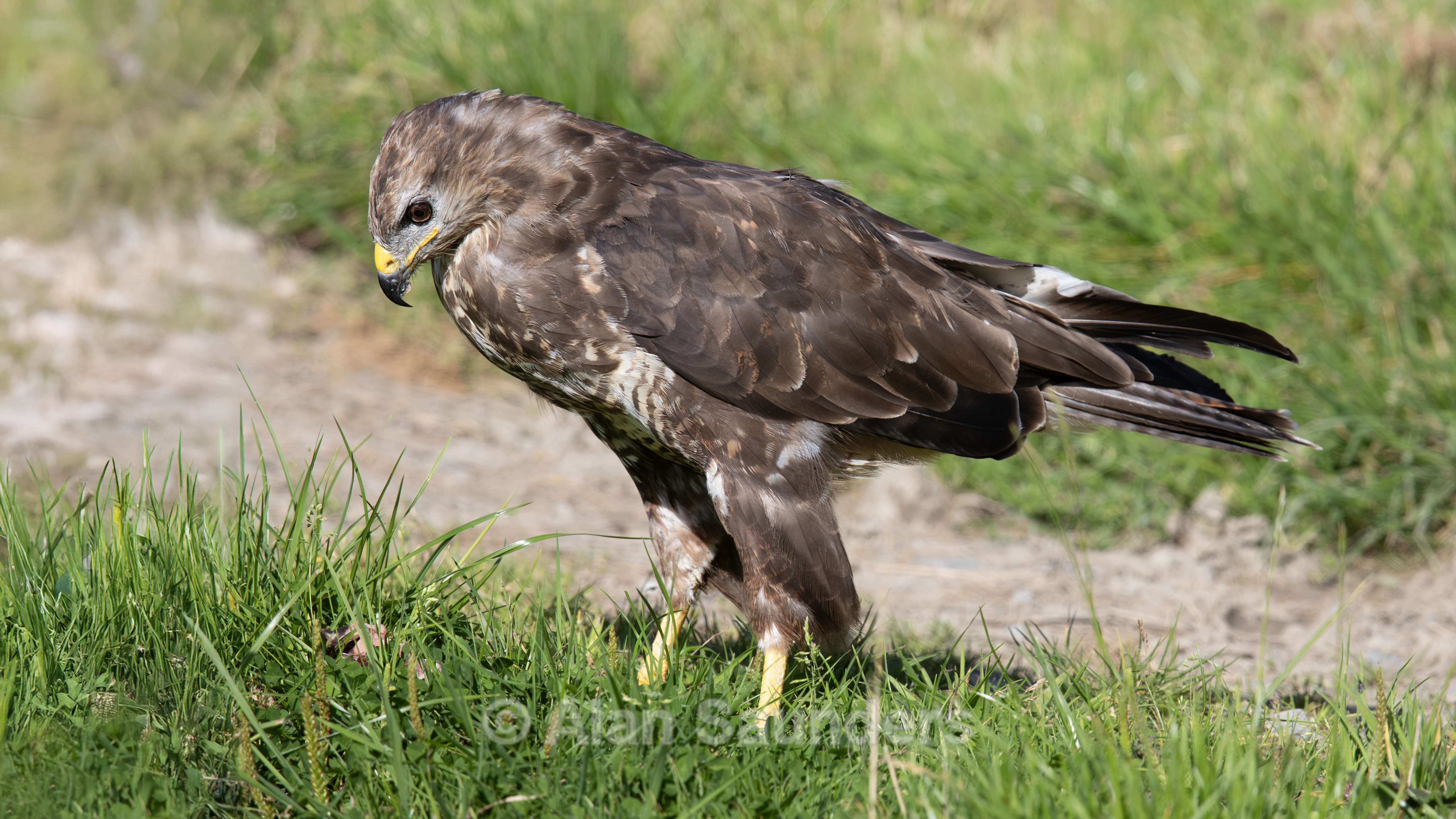 Common Buzzard 7