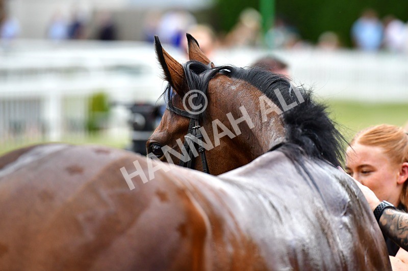 170625-Race 1-Royal Fixation-3503 - Race 1