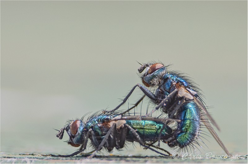 Mating Bluebottles - Wee Beasties