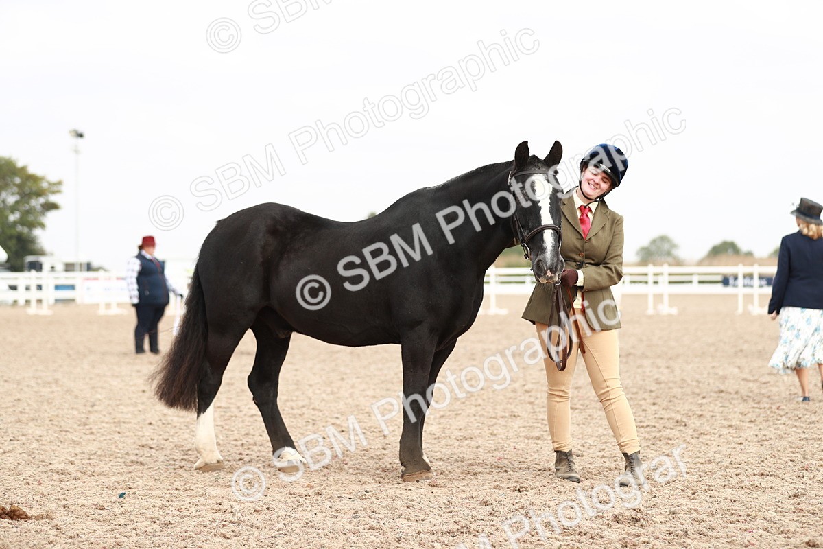 SBM_11886 - Class 206 IH Non Show Type Pony