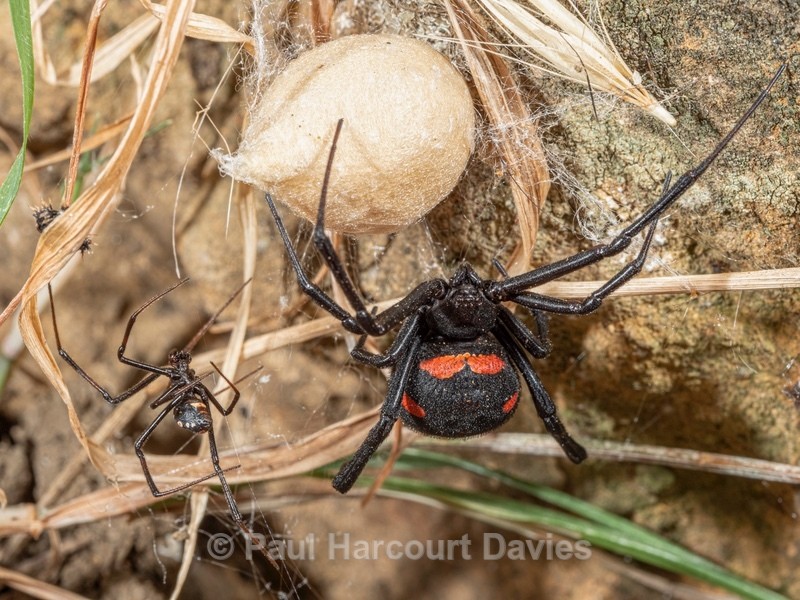 European Black Widow Spider (Latrodectus tredecimaguttatus - Insects & Spiders & other animals 2021
