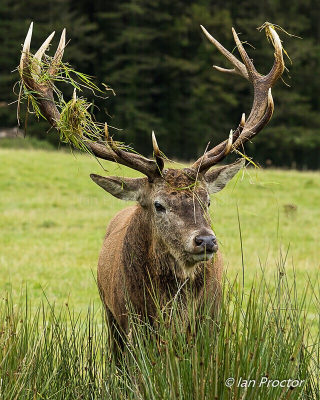 Adorning Red Deer - Nature