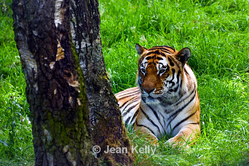 Amur Tiger - DSC_9735_00082 - Cats