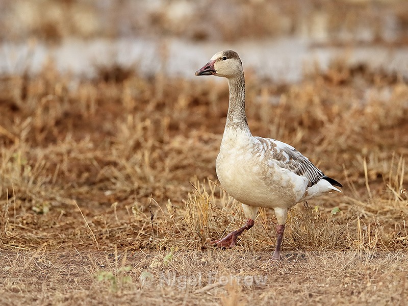 Snow Goose (juvenile), Bosque del Apache, New Mexico - Snow Goose