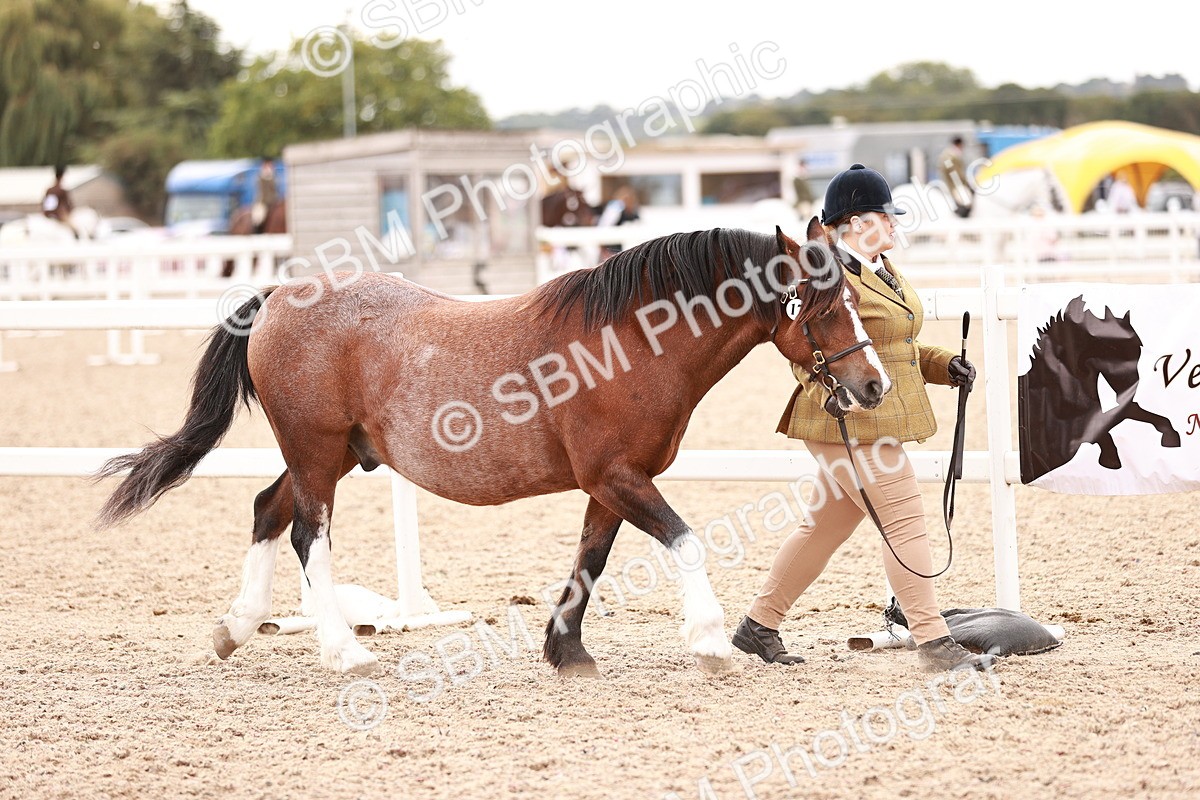 SBM_16174 - Class412 - Handsome Gelding (IH  or Ridden) Adult