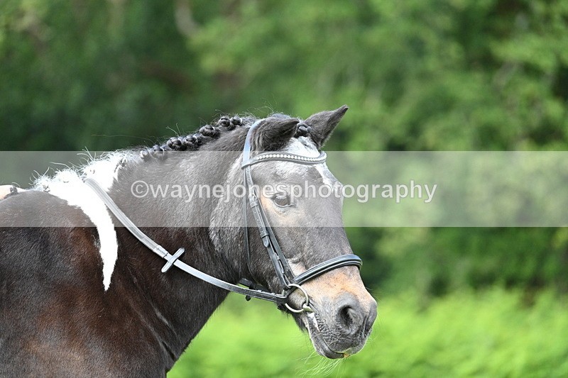 WJ7_1680 - Class 11 Condition & Turnout