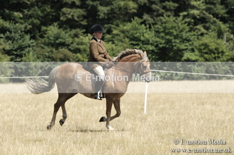 _PJP5980 - BVRC Show 2018 Ring 1