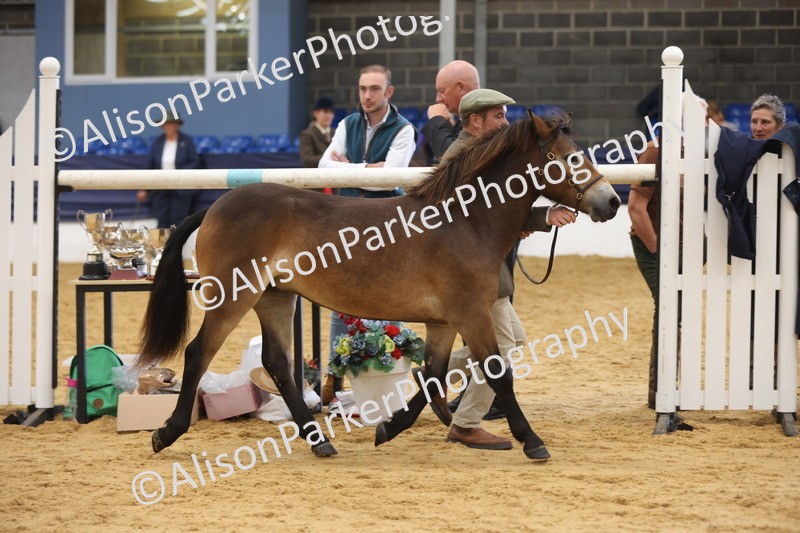 20260913-1278 - Class 113 - Yearling