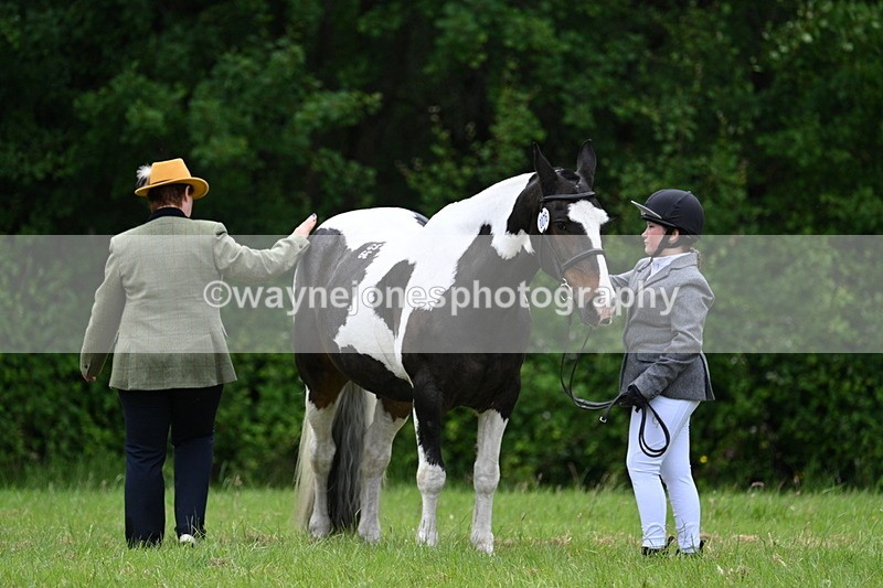 WJ7_4158 - Class 14A Handsome Gelding