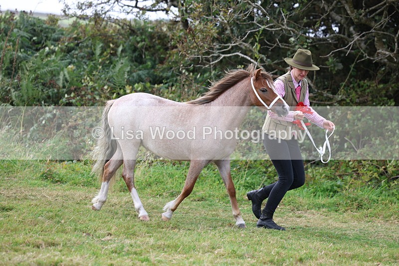 3E7A5640 - In Hand Championship