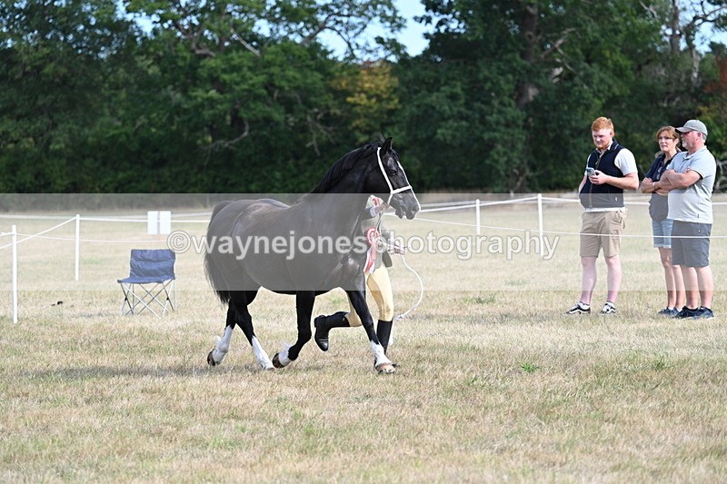 WJ7_8202 - In-hand Championship