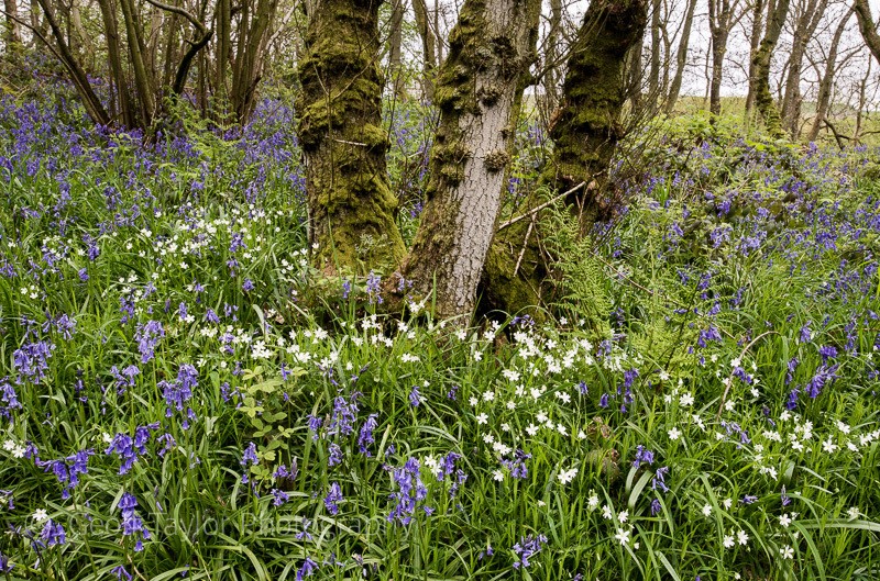 Bluebells  and Stitchwort, Helmeth Hill - Stretton Hills