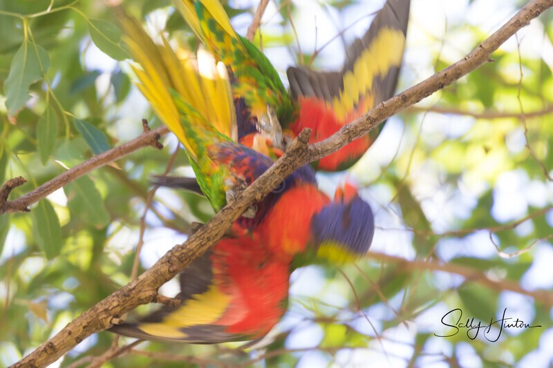 Lorikeet Blur 2 0A3A2182 - Lorikeets