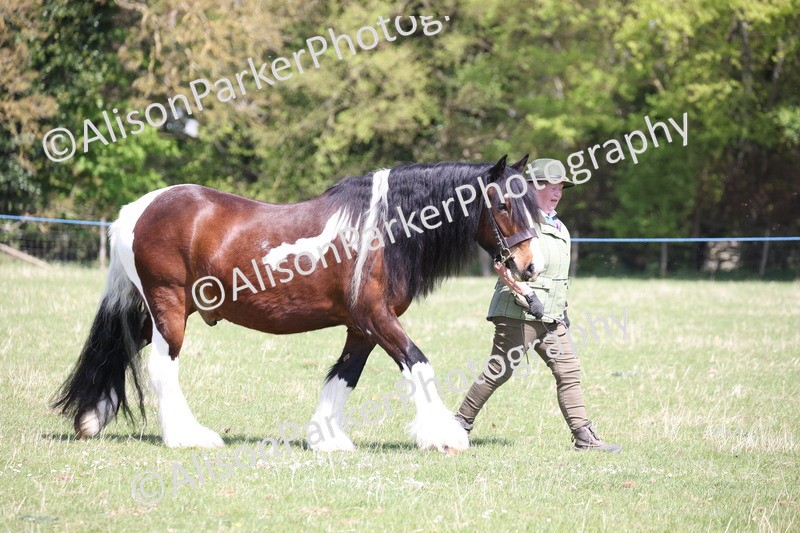 20250427-3031 - Class 27 - Coloured Horse and Pony