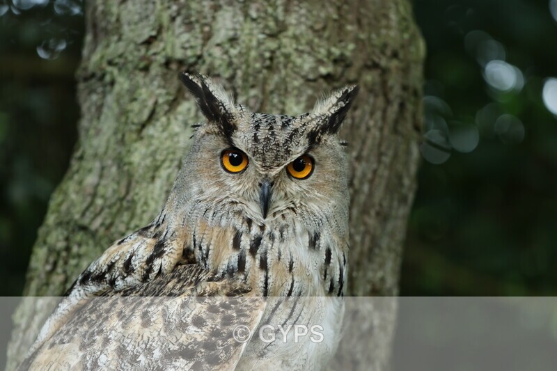 Eurasian Eagle Owl by Mike Graystone 2 - 2023 Summer outdoor meetings, members' pictures