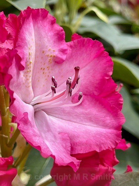 Close Up Of Azalea - NEW GALLERY AS A SOUTH AFRICAN RESIDENT