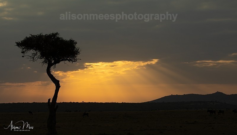  - African Safaris