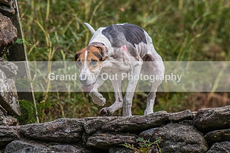 Grasmere Sports-159 - Grasmere Sports Junior & Senior Fell Races Sunday 24th August 2025