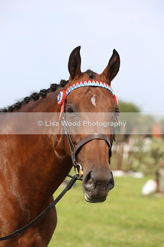 JPP_4284 - Class 25: Working Show Horse