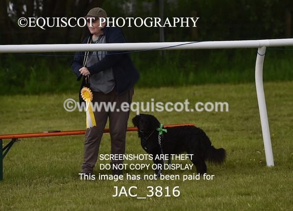 JAC_3816 - 65cm WORKING HUNTER