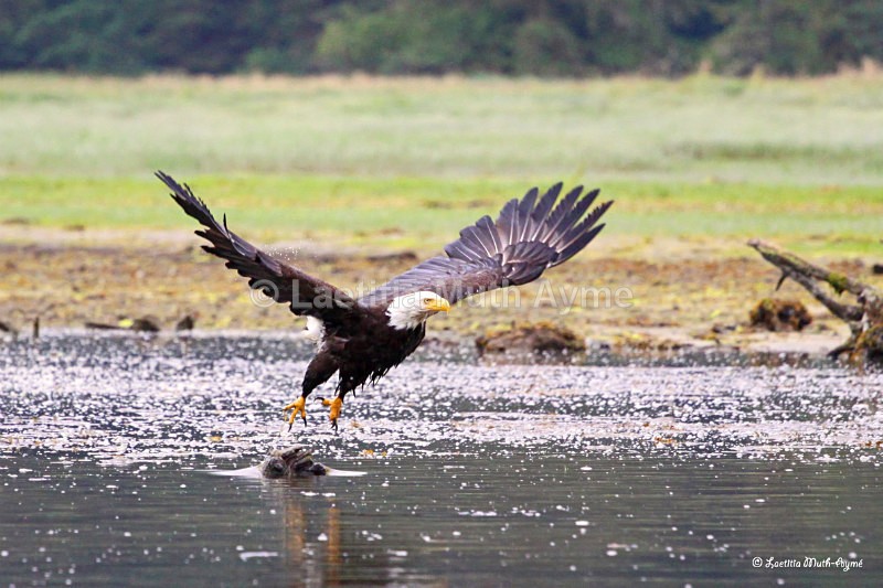 IMG_8378 British Columbia - Birds