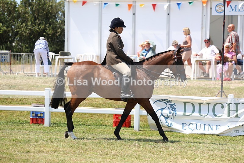 3E7A9281 - Class 12: Open Racehorse to Show Horse