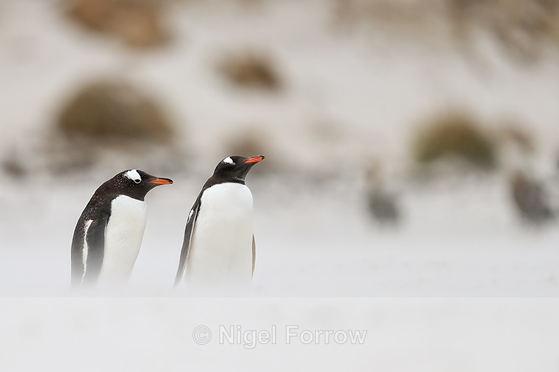 Gentoo Penguins in blowing sand, Carcass Island - Gentoo Penguin